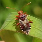 Hellbraune Glasflügelwanze (Rhopalus subrufus) auf einem Grashalm