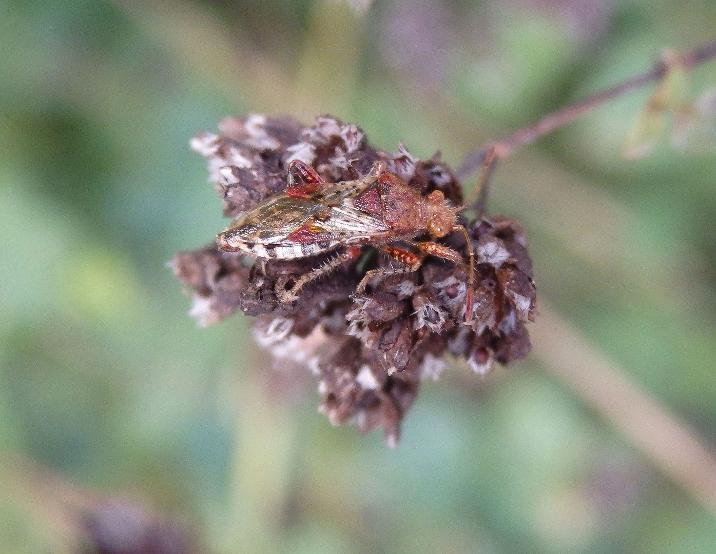 Hellbraune Glasflügelwanze (Rhopalus subrufus) auf Oregano