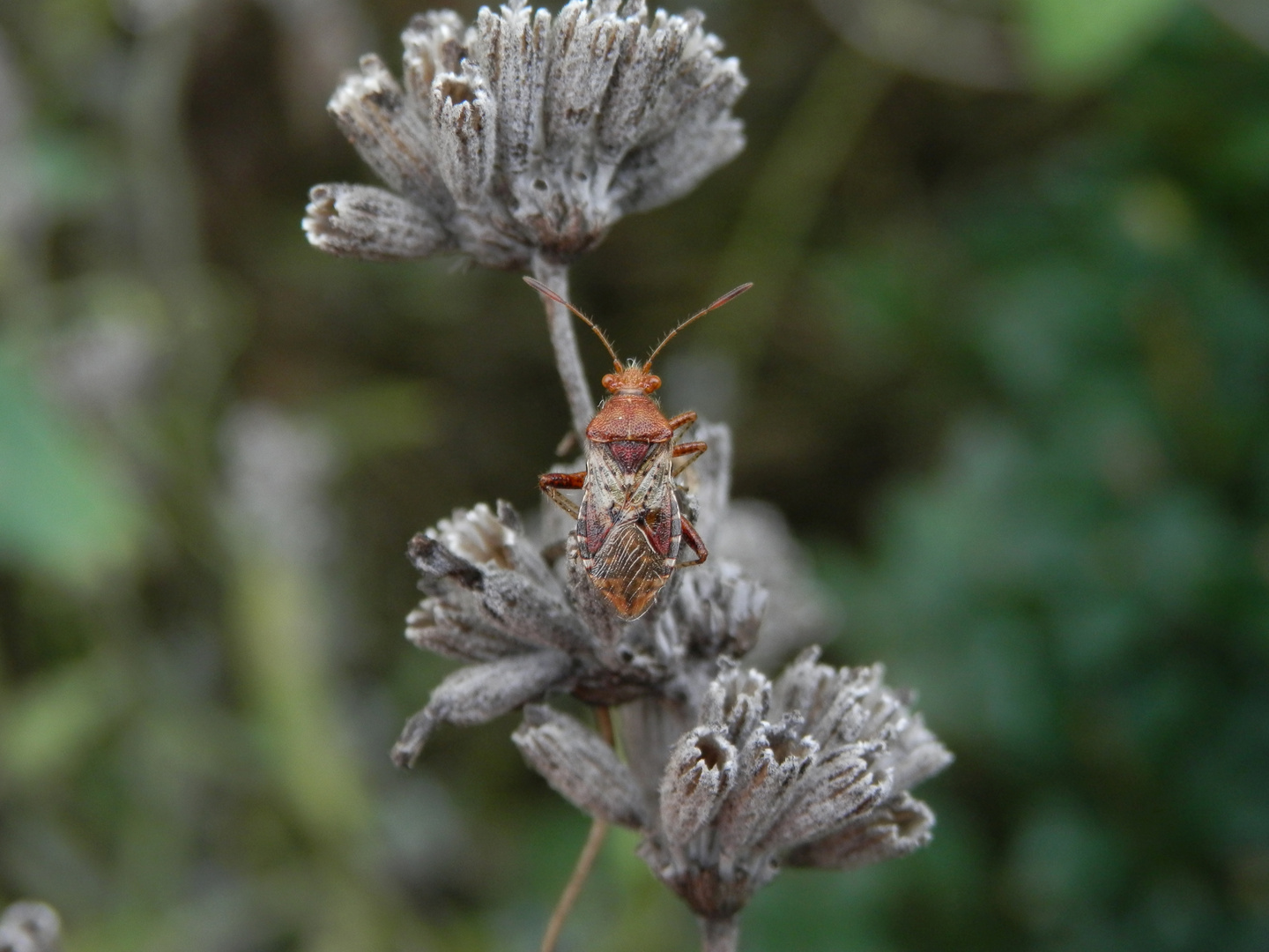 Hellbraune Glasflügelwanze (Rhopalus subrufus)