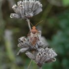 Hellbraune Glasflügelwanze (Rhopalus subrufus)