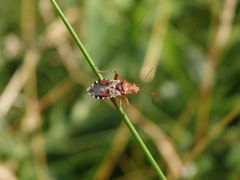 Hellbraune Glasflügelwanze (Rhopalus subrufus)