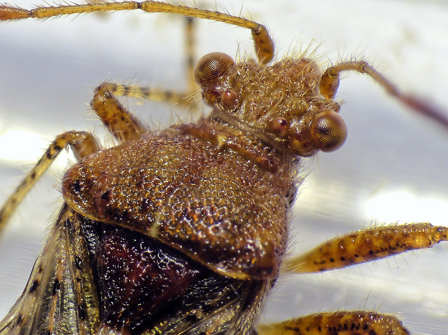 Hellbraune Glasflügelwanze (Rhopalus subrufus) - Detailaufnahme