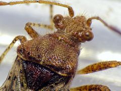 Hellbraune Glasflügelwanze (Rhopalus subrufus) - Detailaufnahme