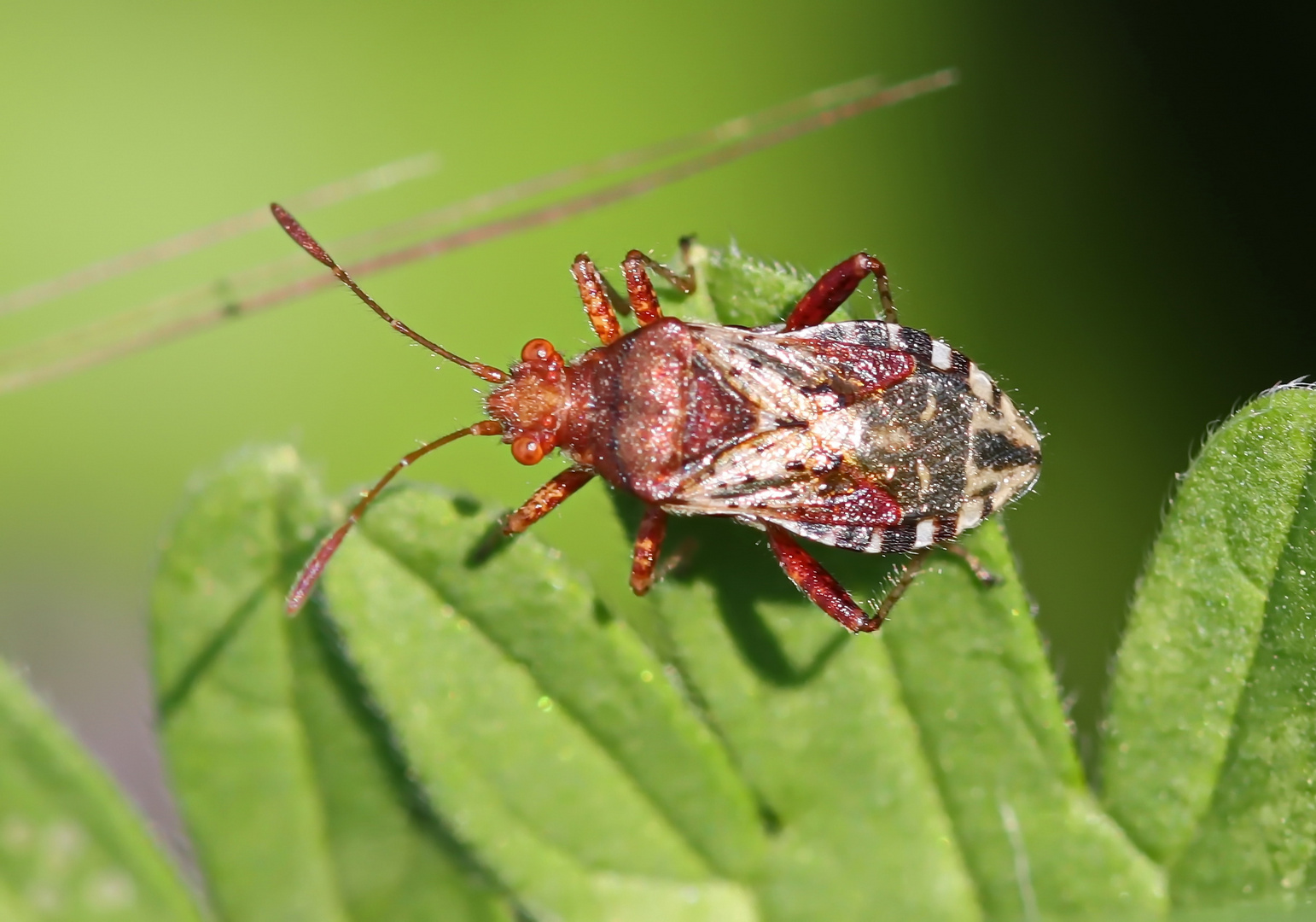 Hellbraune Glasflügelwanze - Rhopalus subrufus