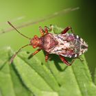 Hellbraune Glasflügelwanze - Rhopalus subrufus