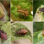 Hellbraune Glasflügelwanze (Rhopalus subrufus) - Eier, Larven & Imago