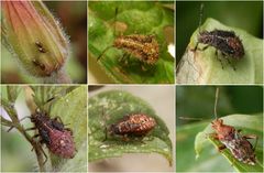 Hellbraune Glasflügelwanze (Rhopalus subrufus) - Eier, Larven & Imago