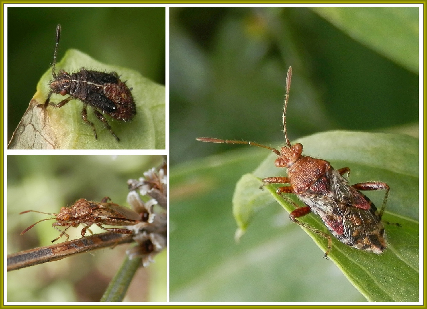 Hellbraune Glasflügelwanze (Rhopalus subrufus) - Jung und alt