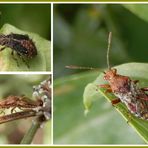 Hellbraune Glasflügelwanze (Rhopalus subrufus) - Jung und alt