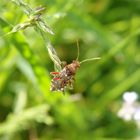 Hellbraune Glasflügelwanze (Rhopalus subrufus) - Schaukeln im Wind