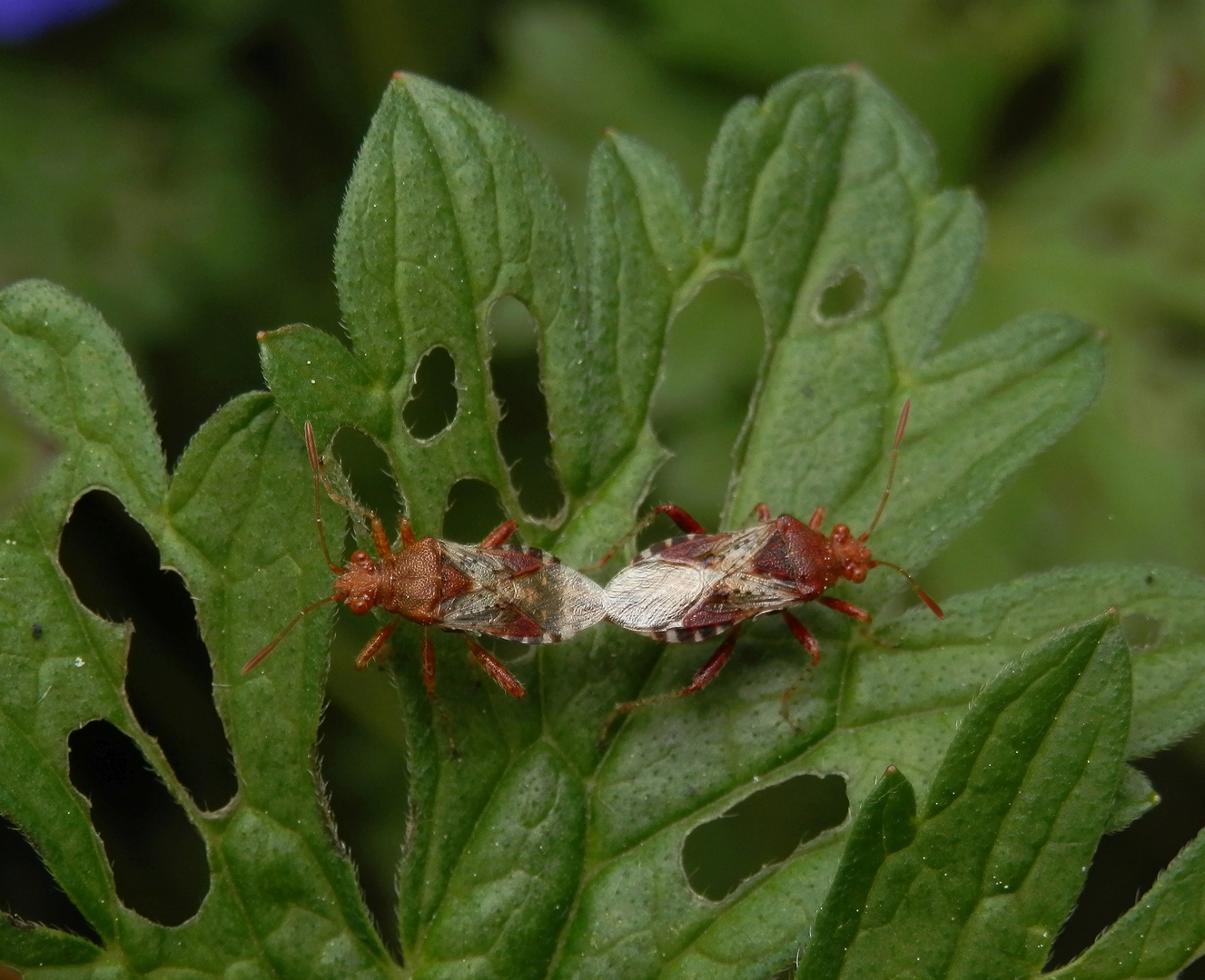 Hellbraune Glasflügelwanzen (Rhopalus subrufus) bei der Paarung