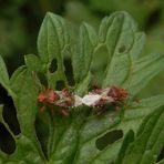 Hellbraune Glasflügelwanzen (Rhopalus subrufus) bei der Paarung