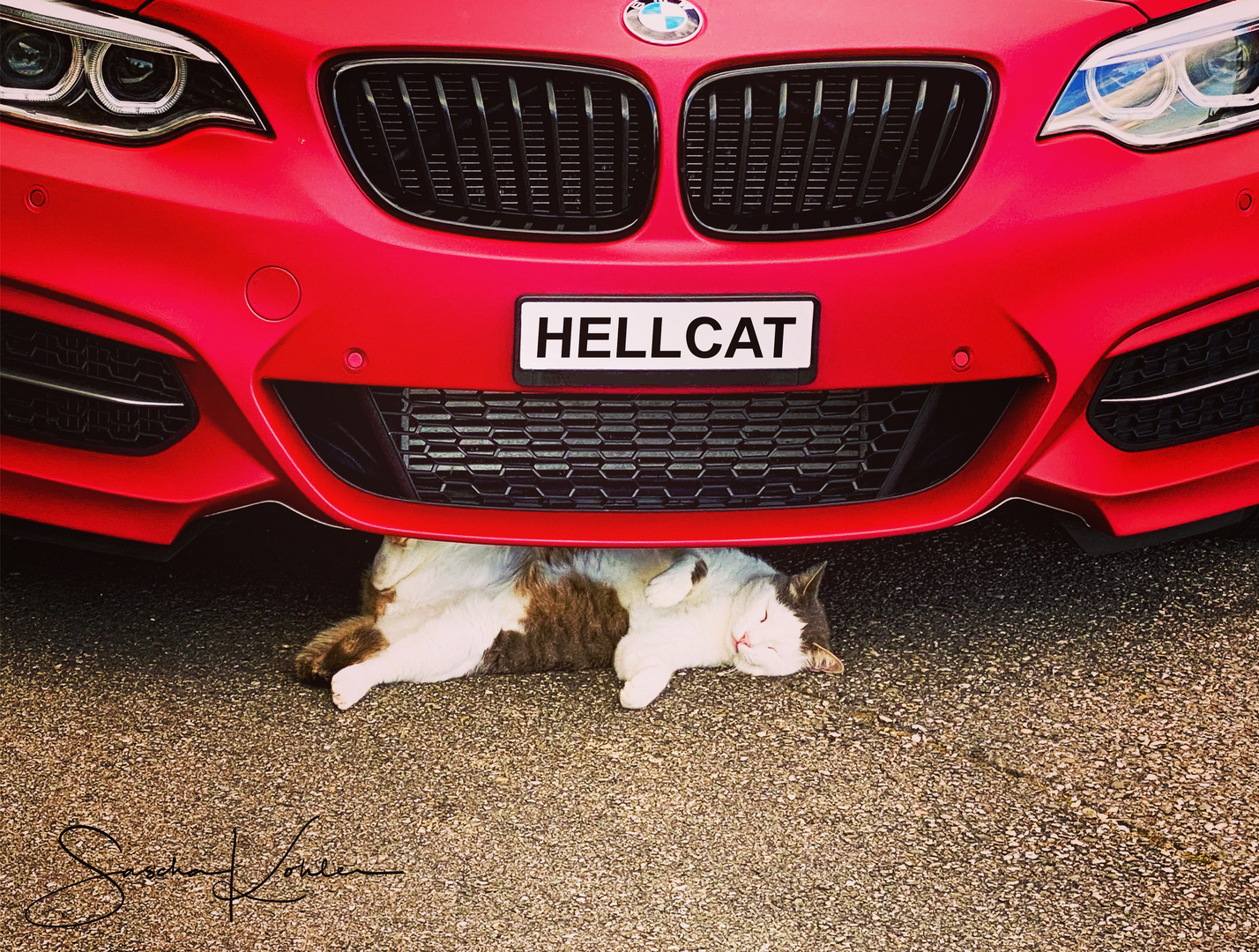 HELLCAT