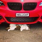 HELLCAT