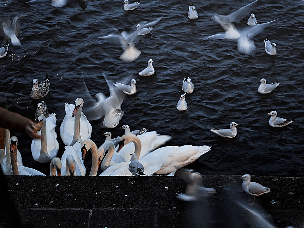 Helle Aufregung Fütterung an der Alster (Blue Monday)