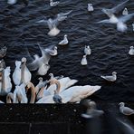 Helle Aufregung Fütterung an der Alster (Blue Monday)