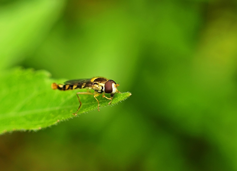 Helle Blattlausschwebfliege