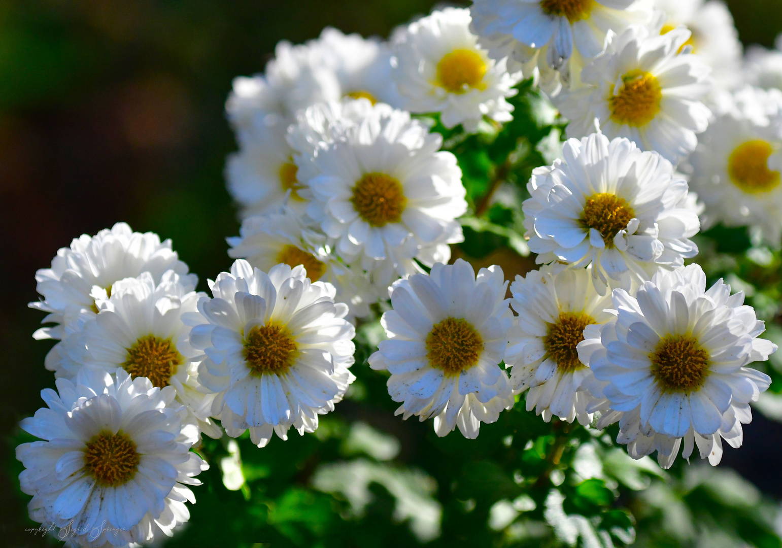 helle Blüten im November