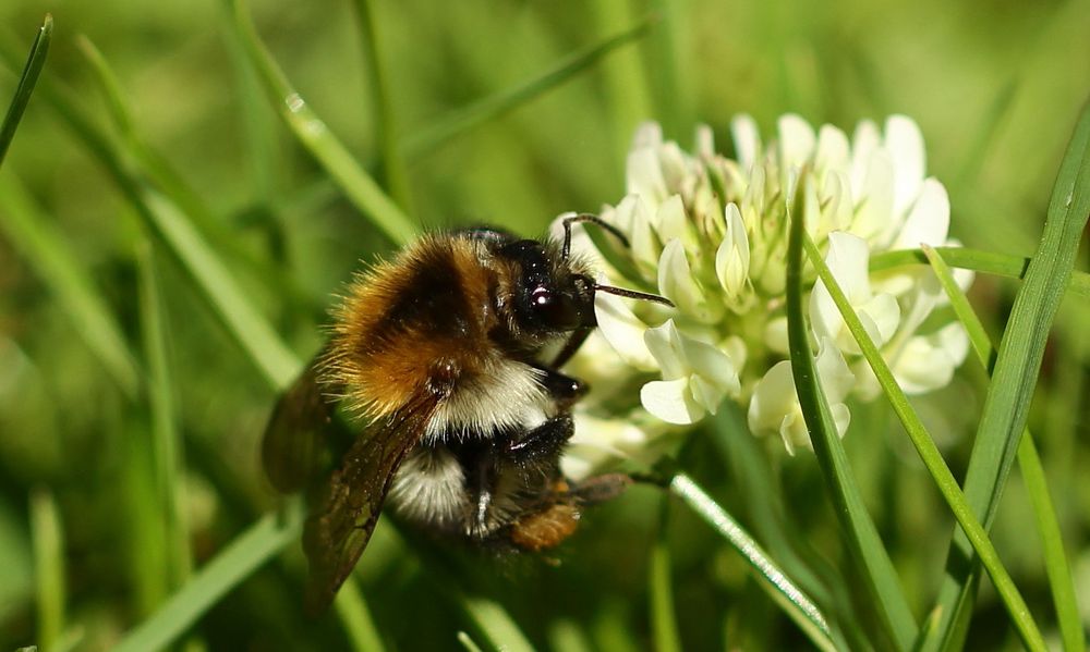 Helle Erdhummel (Bombus lucorum)