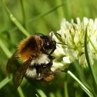 Helle Erdhummel (Bombus lucorum)