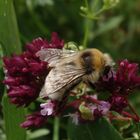 Helle Erdhummel (Bombus lucorum) auf Oregano