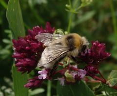 Helle Erdhummel (Bombus lucorum) auf Oregano