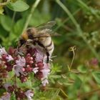 Helle Erdhummel (Bombus lucorum) auf Oregano