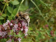 Helle Erdhummel (Bombus lucorum) auf Oregano