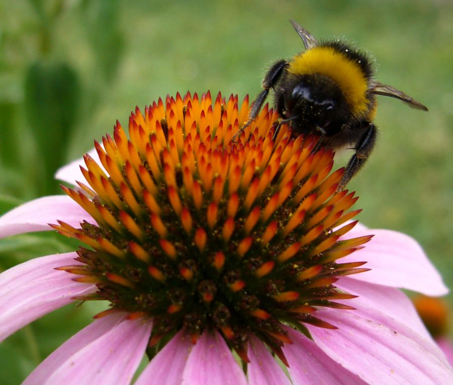 Helle Erdhummel (Bombus lucorum)