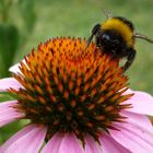 Helle Erdhummel (Bombus lucorum)