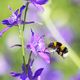 Helle Erdhummel (Bombus lucorum) vor Ackerritterspornblte (Consolida regalis)