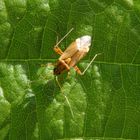 Helle Farbvariante von Closterotomus fulvomaculatus