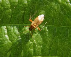 Helle Farbvariante von Closterotomus fulvomaculatus