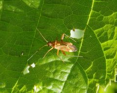 Helle Farbvariante von Closterotomus fulvomaculatus