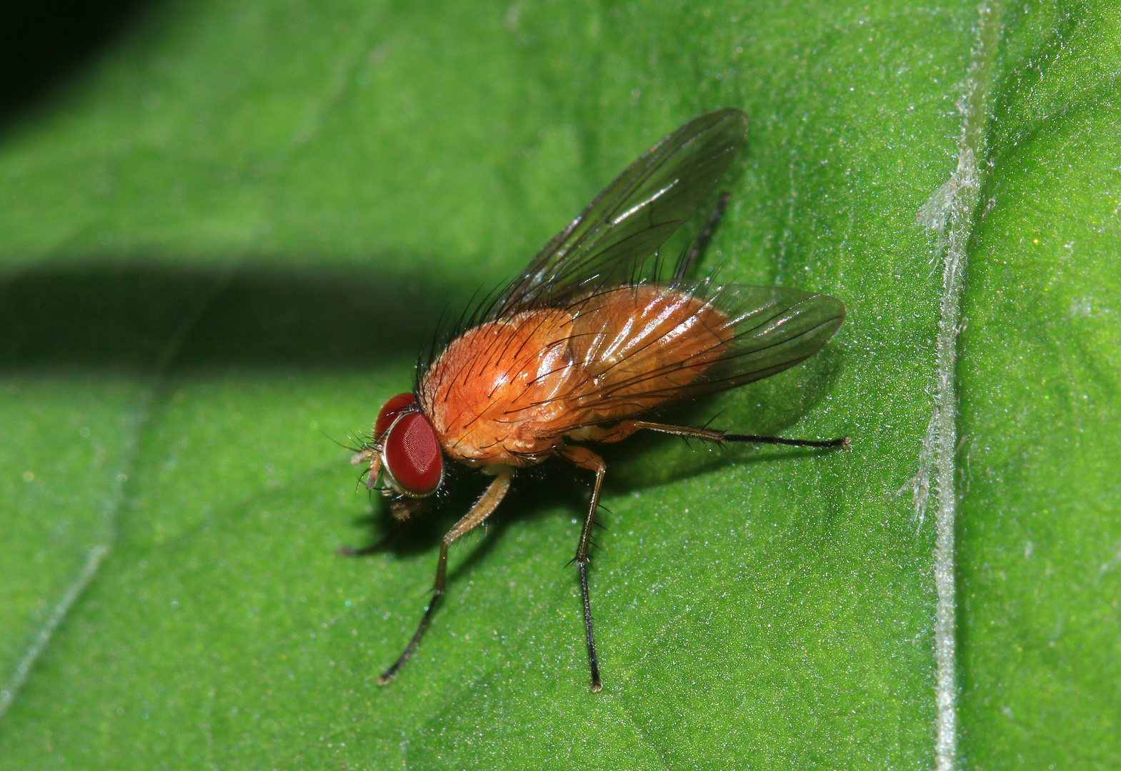 Helle Hausfliege, Phaonia pallida, m., Volkmar Brockhaus