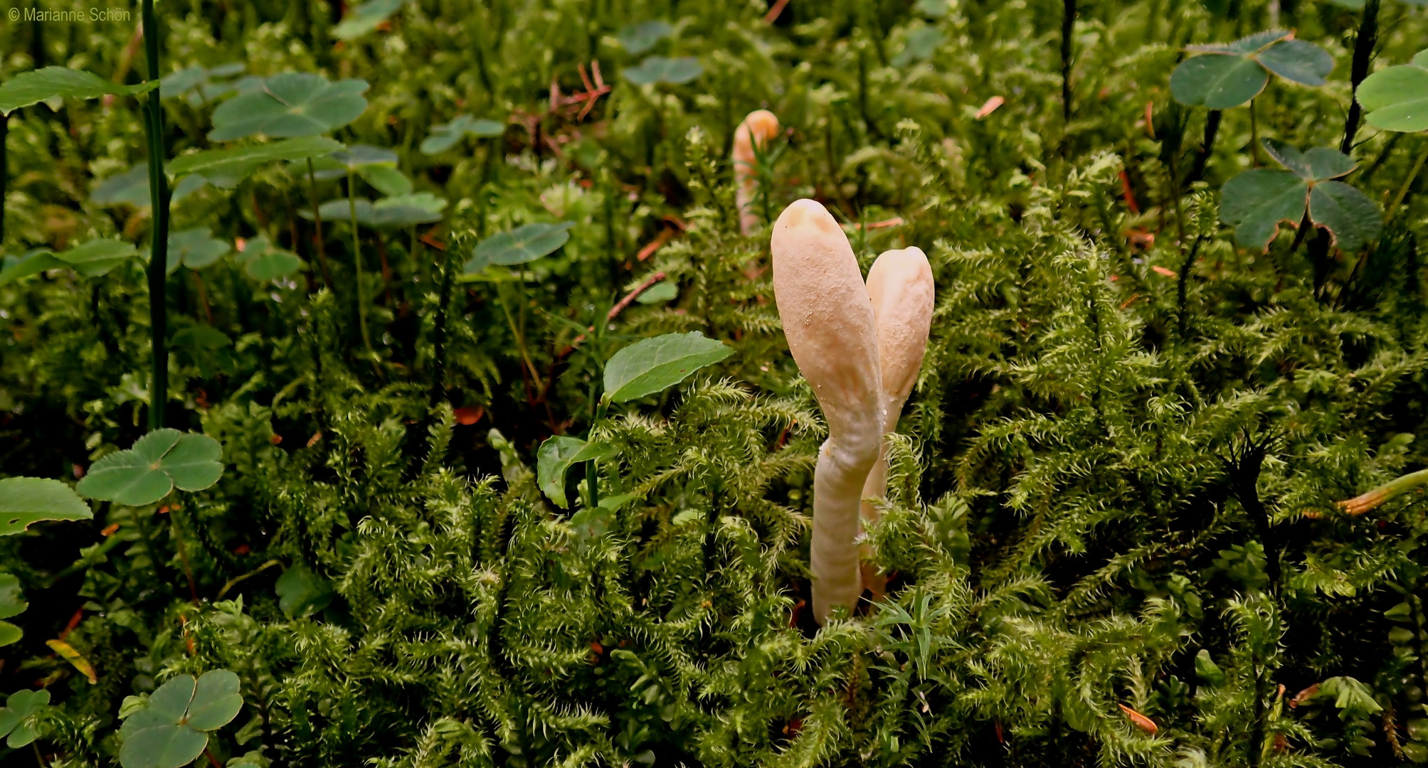 Helle Keulchen... Foto & Bild makro, natur, pflanzen Bilder auf