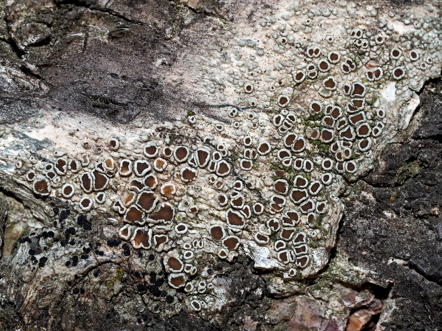 Helle Kuchenflechte (Lecanora chlarotera) auf Birkenstamm. * (1) - Lichens sur un bouleau.