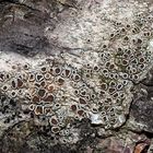 Helle Kuchenflechte (Lecanora chlarotera) auf Birkenstamm. * (1) - Lichens sur un bouleau.