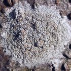 Helle Kuchenflechte (Lecanora chlarotera) auf freistehendem Laubbaum