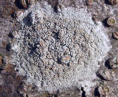 Helle Kuchenflechte (Lecanora chlarotera) auf freistehendem Laubbaum