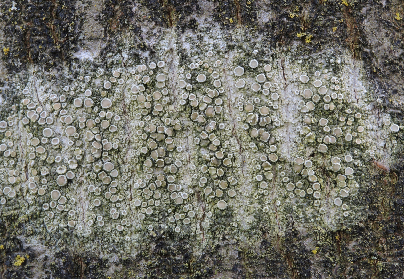 Helle Kuchenflechte (Lecanora chlarotera) auf freistehender Hainbuche