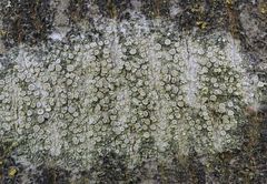 Helle Kuchenflechte (Lecanora chlarotera) auf freistehender Hainbuche