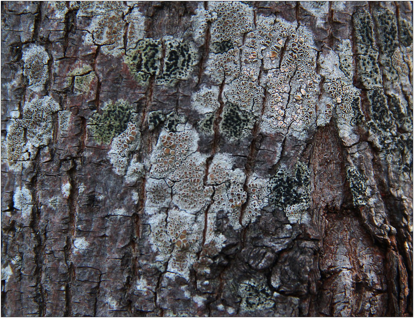 Helle Kuchenflechte (Lecanora chlarotera) + Olivgrüne Schwarznapfflechte