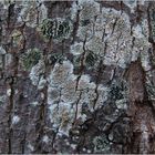 Helle Kuchenflechte (Lecanora chlarotera) + Olivgrüne Schwarznapfflechte