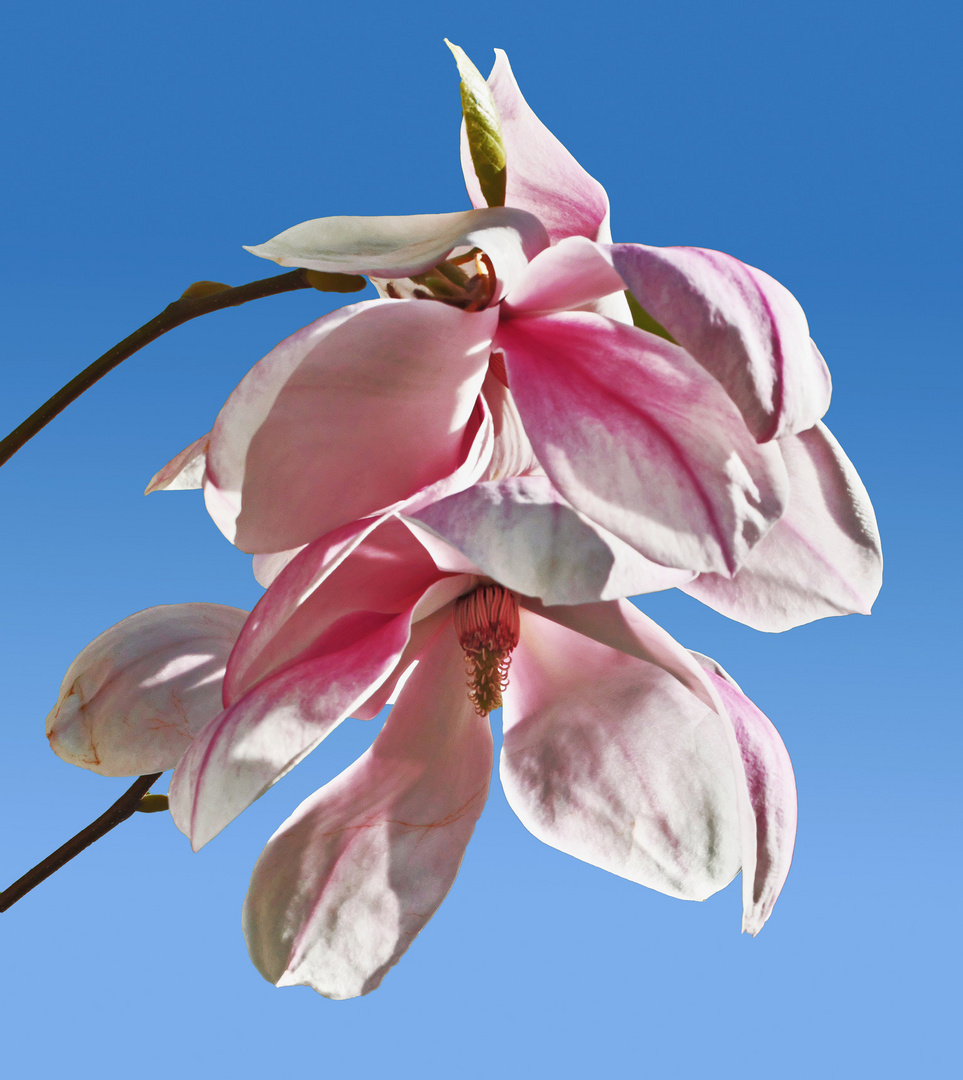 Helle Magnolienblüten strahlen im Sonnenlicht