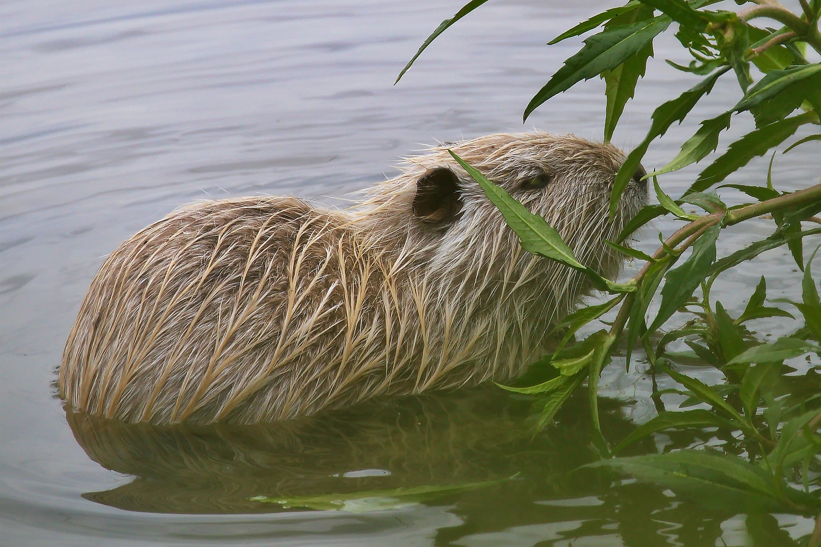 helle Nutria