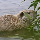 helle Nutria