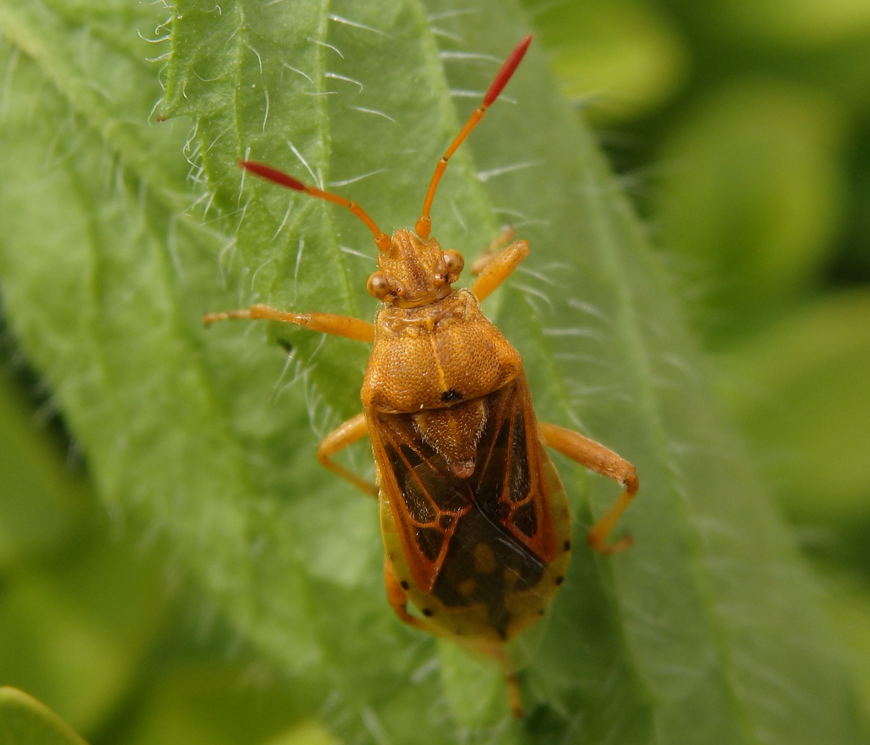 Helle Porenwanze (Stictopleurus abutilon)