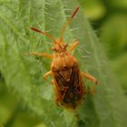 Helle Porenwanze (Stictopleurus abutilon)