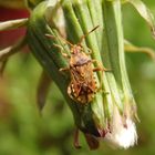 Helle Porenwanze (Stictopleurus abutilon) auf Löwenzahn